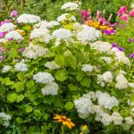 Pflanzen für schattige Plätze im Garten: Hortensien sind gut geeignet