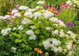 Pflanzen für schattige Plätze im Garten: Hortensien sind gut geeignet