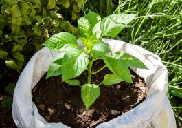 Bild: Paprika im Garten anpflanzen & Beetpartner sinnvoll wählen
