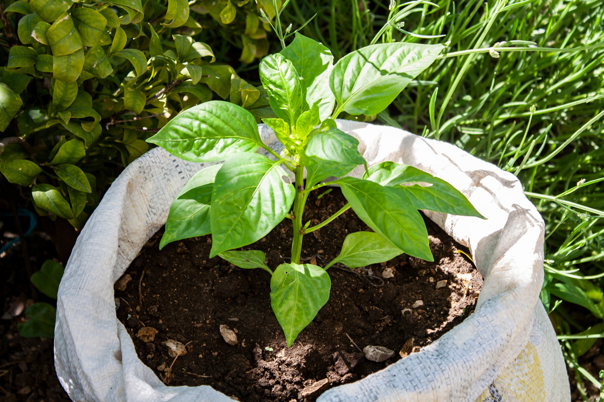 Was sind gute Nachbarn für Paprika? Beetpartner & Tipps