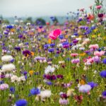Natürliche Gartengestaltung - Wildblumen