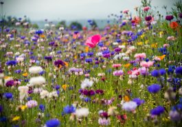 Natürliche Gartengestaltung - Wildblumen