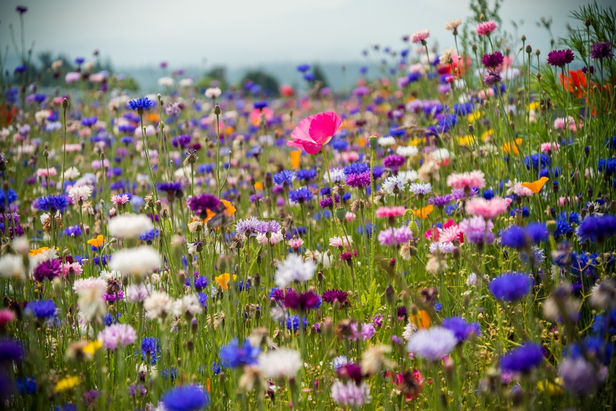 Natürliche Gartengestaltung - Wildblumen