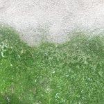 Bild: Schimmel im Keller entfernen - Kosten beachten