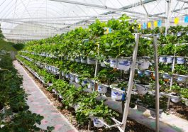 Hydroponischer Erdbeer Anbau