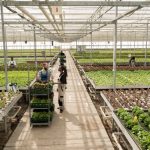 Bild: Die Nährstofffilmtechnik kann im Gewächshaus effektiv genutzt werden