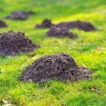 Störende Maulwurfshügel - Tipps und Methoden zum Maulwurf vertreiben beachten