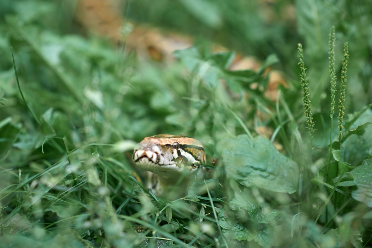 Schlangen im Garten vertreiben Methoden & Tipps