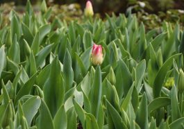 Viele Tulpen ohne Blüten - Ursachen & Lösungen