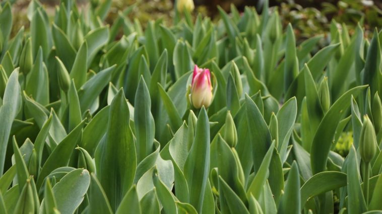 Viele Tulpen ohne Blüten - Ursachen & Lösungen