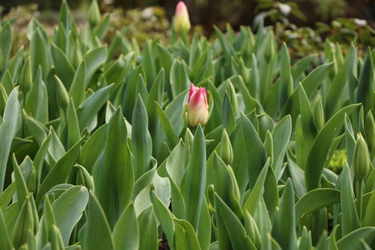 Viele Tulpen ohne Blüten - Ursachen & Lösungen