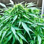 Cannabis Pflanze lässt Blätter hängen