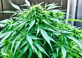 Cannabis Pflanze lässt Blätter hängen