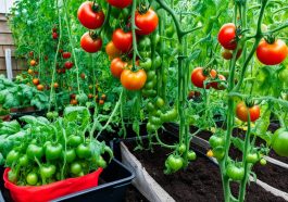 Tomaten richtig düngen & Pflegen