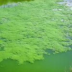 Was tun bei grünem Teichwasser?