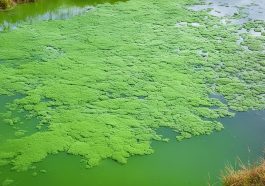 Was tun bei grünem Teichwasser?