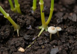Fliegen in Blumenerde - Was tun? - Anleitung, Tipps, Lösungen