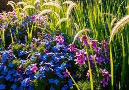 gartenideen hortensien und gräser kombinieren