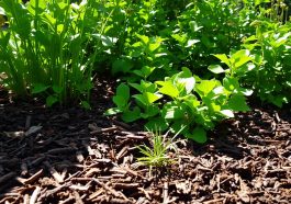 Hilft Mulch wirklich gegen Unkrautwachstum?