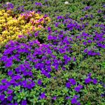 Welche Pflanzen unterdrücken Unkraut im Beet?