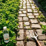 Welches Hausmittel hilft gegen Unkraut zwischen Pflastersteinen?