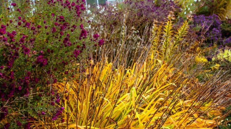 Garten-Ideen mit Ziergräsern